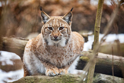 Close-up of cat