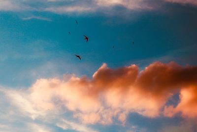 Low angle view of birds flying in sky