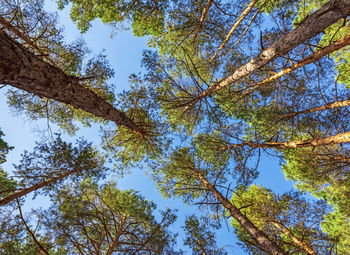 Low angle view of trees against sky