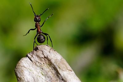 Macro shot of ant on wood