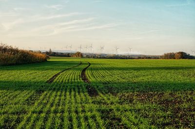 Scenic view of agricultural field against sky