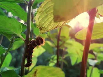 Close-up of fresh green leaves