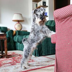 Close-up of dog schnauzer