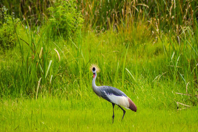 Side view of a bird on field