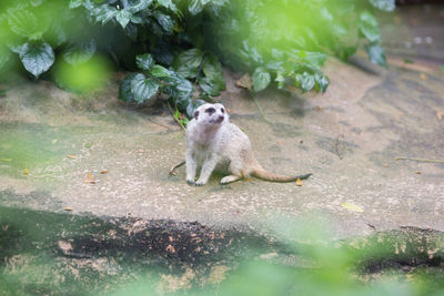 Meerkat sitting on footpath