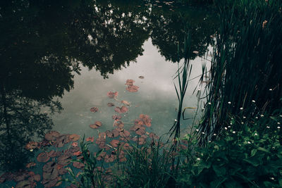 Reflection of trees in lake