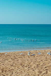 Scenic view of sea against clear sky