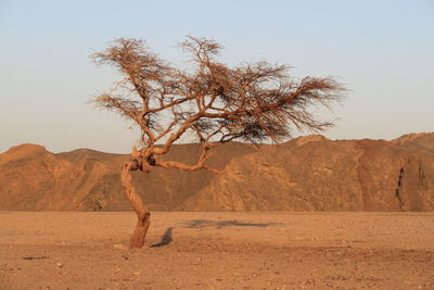 Tree in desert against clear sky