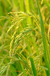 Close-up of wheat growing on field