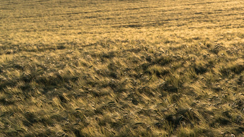 Full frame shot of crops on field