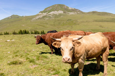 Cows in the sancy massif in france