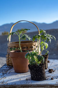 Close-up of potted plant on table