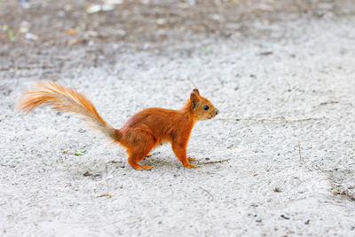 Portrait in profile of a red squirrel against the background of gray sandy ground in the forest. 