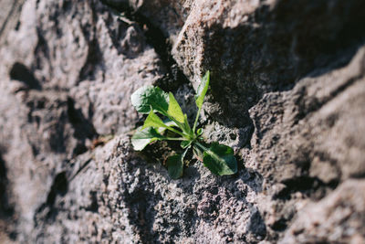 Close-up of small plant growing on rock