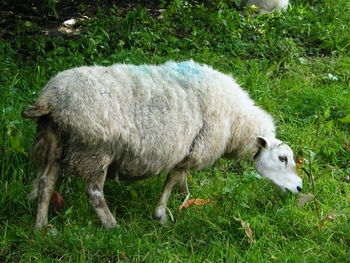 Sheep grazing in a field