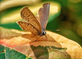 Butterfly on leaf
