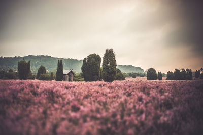 Scenic view of flowering trees on field against sky