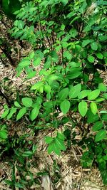 Plants growing on tree