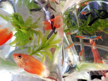 Close-up of koi fish in water