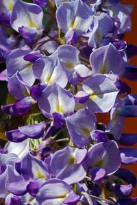 Close-up of purple flowers blooming