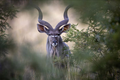 Portrait of deer