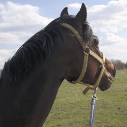 Close-up of horse on field against sky