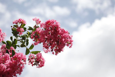 Low angle view of pink cherry blossoms against sky