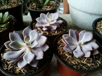 Close-up of potted cactus