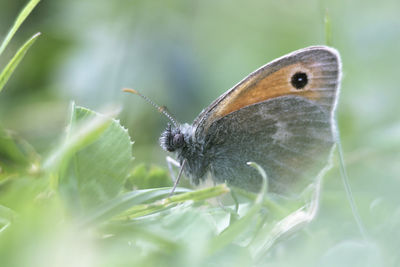 Close-up of butterfly on plant