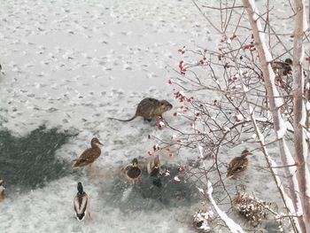 High angle view of nutria and mallard ducks by frozen river