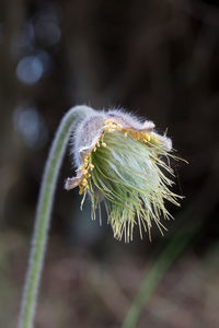 Close-up of caterpillar on plant