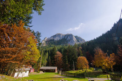 Trees in park during autumn against sky
