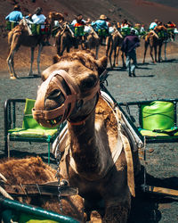 People riding horse