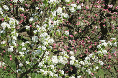 Close-up of flowering plant