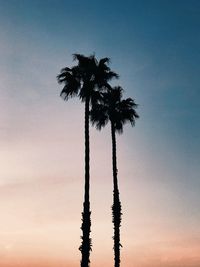 Low angle view of coconut palm tree against clear sky