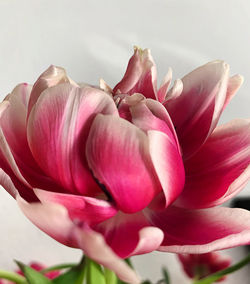 Close-up of pink tulips