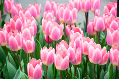 Close-up of pink tulips