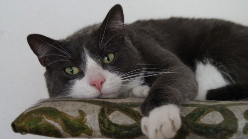 Close-up portrait of cat