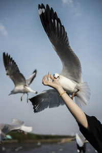 Seagulls flying in the sky