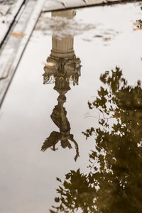 Reflection of tree in puddle