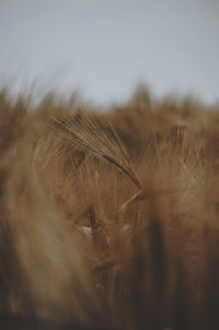 Close-up of wheat growing on field