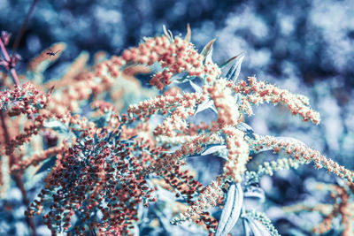 Close-up of dead plant in snow