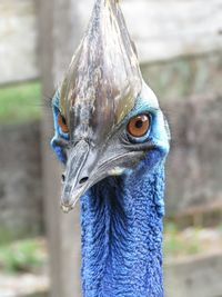 Close-up portrait of peacock