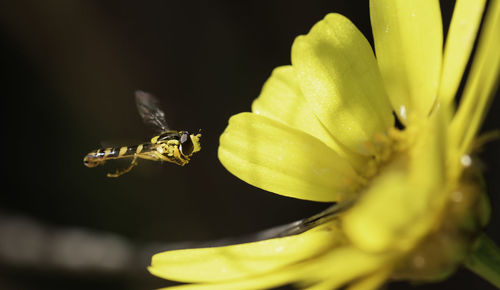 Close-up of honey bee by yellow flower