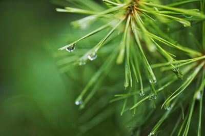 Close-up of dew drops on leaves