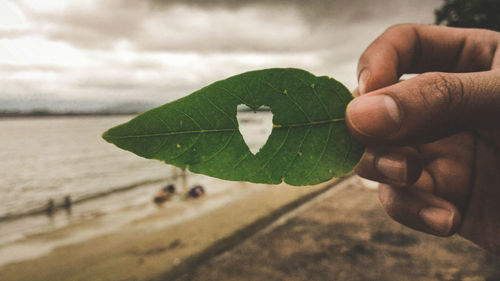 Close-up of hand holding leaf at beach