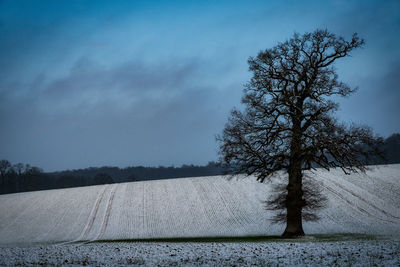 Trees on field against sky during winter