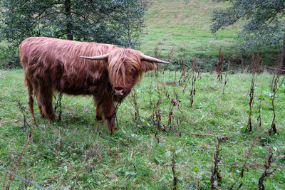 Galloway cattle in a field