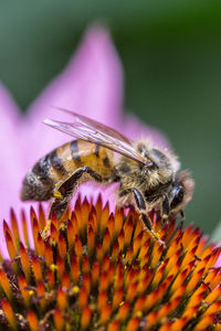 Close-up of bee on blue flower