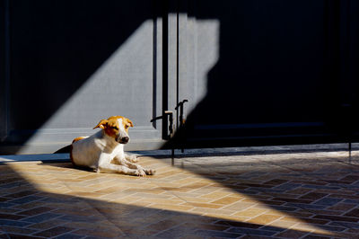 Portrait of a dog sitting on ground
